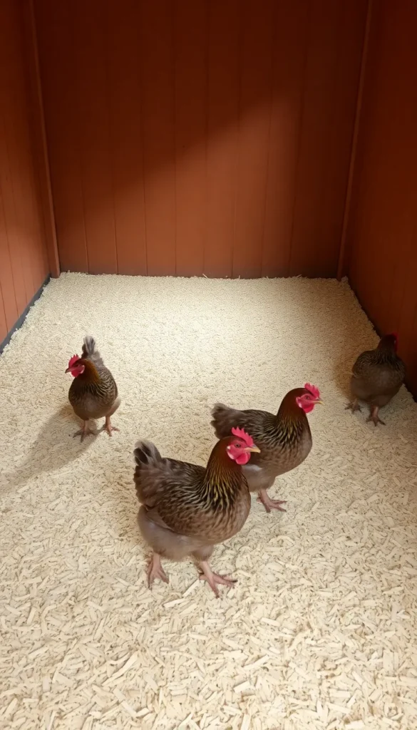 Deep Litter Method Floor Setup